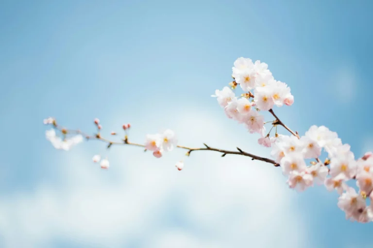The benefits of spending time in nature include enhancing our mood. This scene shows a twig with pink blossoms against a backdrop of clear blue sky – the colors are gentle and uplifting.