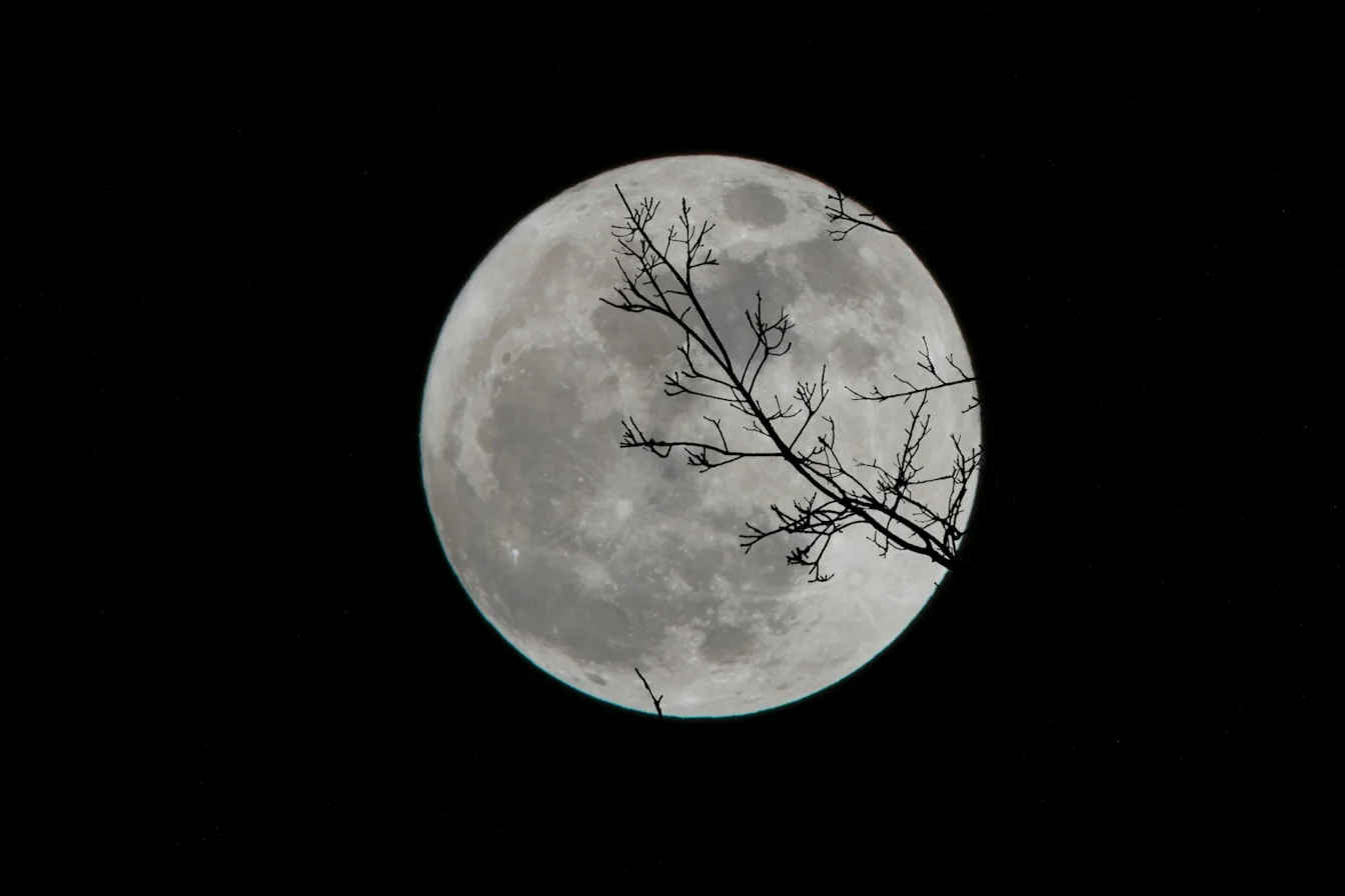 A single branch in front of the full moon.