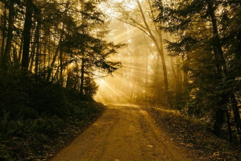 A forest road with lush trees and ferns on both sides, the sunlight beaming through creating a misty atmosphere.