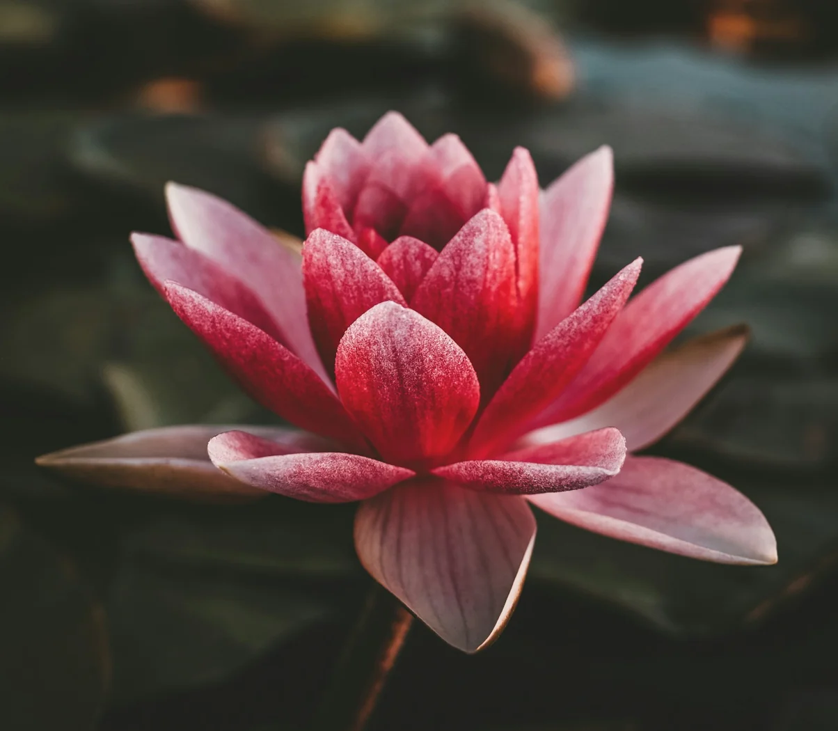 Red Water lily
