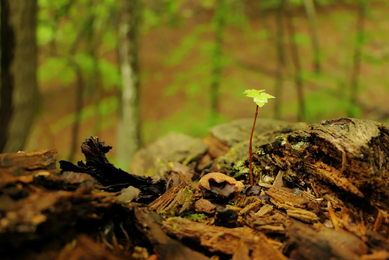 A seedling breaking through tree bark starting it's new life.