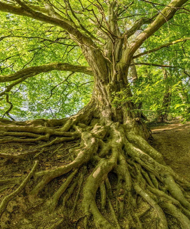 Representation of strength the tree roots anchoring the tree on a slope, Lush green leaves.