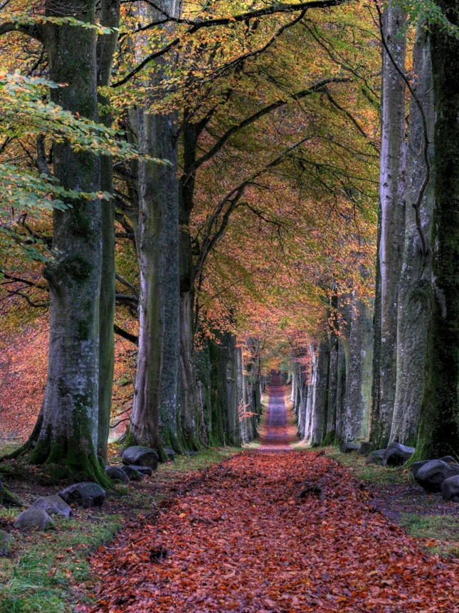 A lane of trees with rocks decorating both sides of a path. The pathway is covered in autumn leaves.
