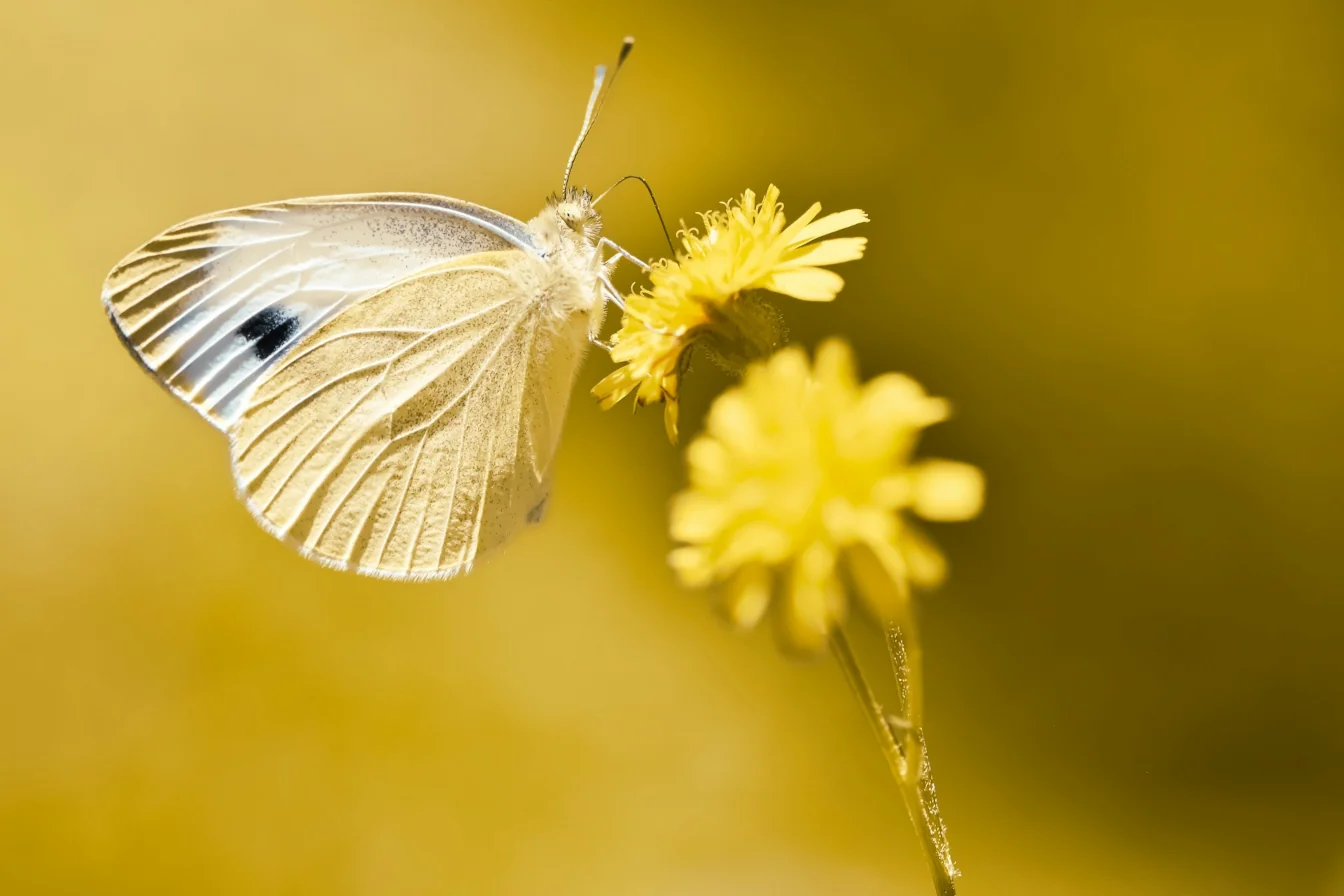 Butterfly gathering nectar from a yellow flower.