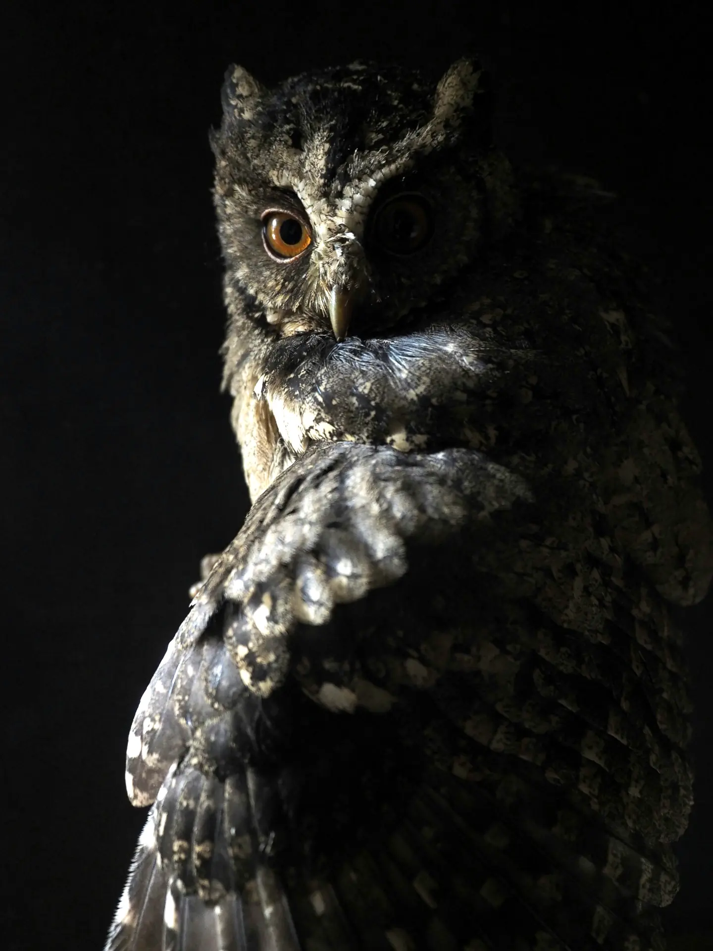 A dark grey owl looking over his shoulder.