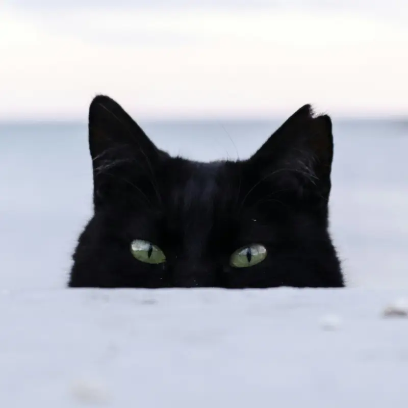 Black cat in the snow, glaring at the camera.