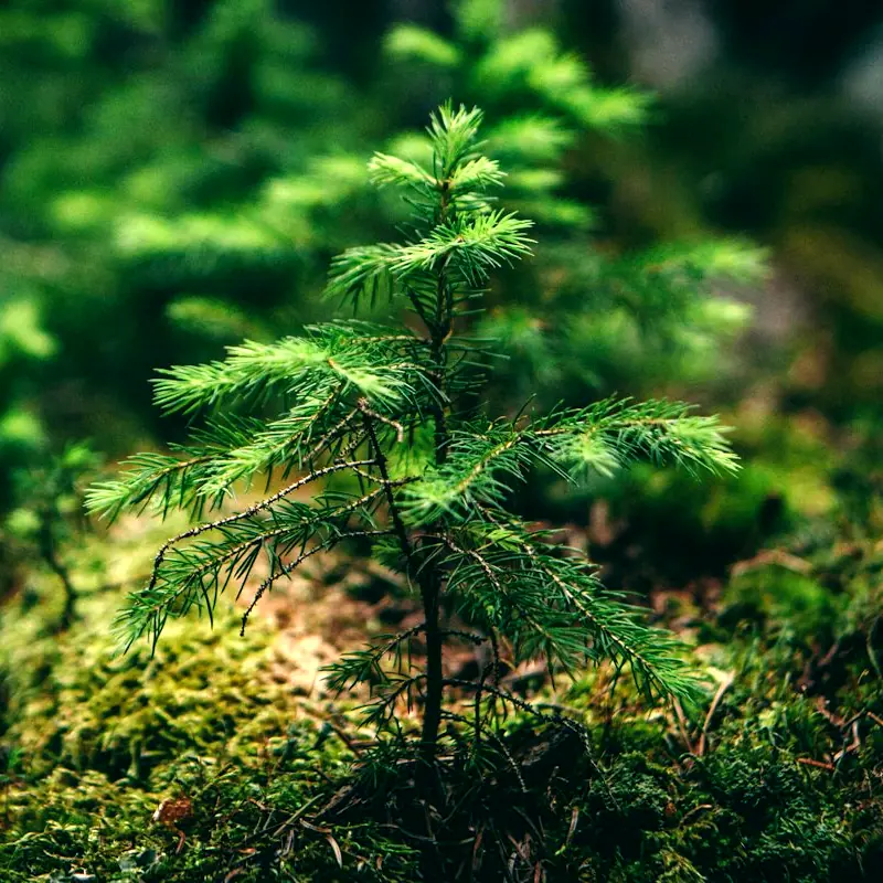 A new tree sprouting from the forest floor.