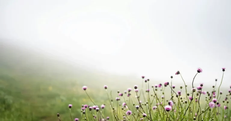 Wild flowers against a misty background, reminding us that discernment brings clarity.