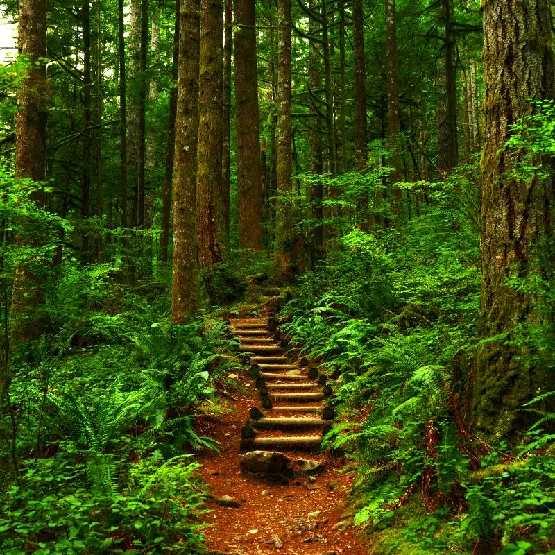 A pathway winds through a lush forest – sometimes changing perspective can reveal paths we hadn’t considered before. 